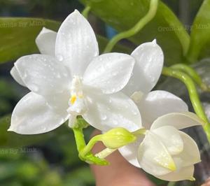 Phalaenopsis Lanlalyn Snow White