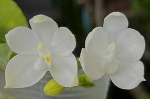 Phalaenopsis Lanlalyn Snow White