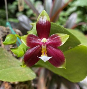 Phalaenopsis KS Happy Eagle-cornu-cervi