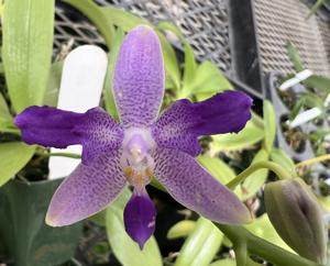 Phalaenopsis YangYang Blueberry-equestris