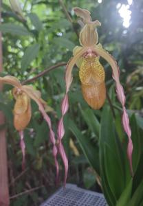 Phragmipedium Zapatilla de la Virgen