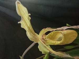 Phragmipedium Zapatilla de la Virgen