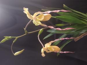 Phragmipedium Zapatilla de la Virgen