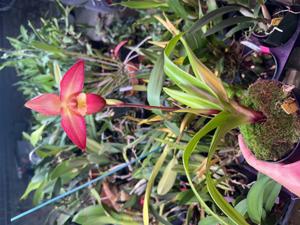 Phragmipedium Quintal Fire Wings