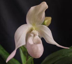 <i>Phragmipedium</i> Easy Men