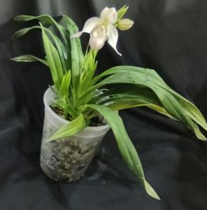 Phragmipedium Easy Men