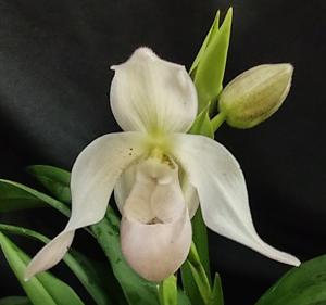 Phragmipedium Easy Men