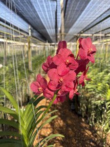 Vanda Suwannaphum Crimson