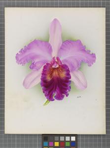Cattleya Mrs. Temple