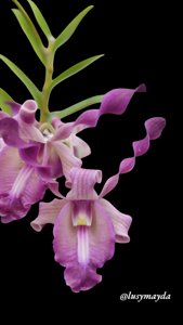 <i>Dendrobium</i> Tyson