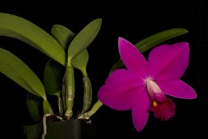 Rhyncholaeliocattleya Dara Kropfmuller