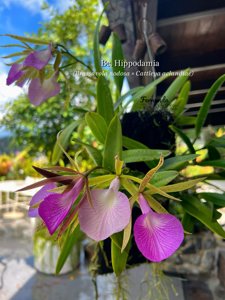 Brassocattleya Hippodamia