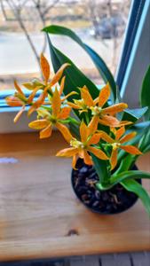 Prosthechea Ecuagenera