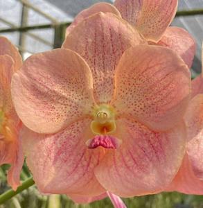 <i>Vanda</i> Nanzhao Dundun