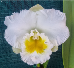 <i>Rhyncholaeliocattleya</i> Burdekin Dreamland