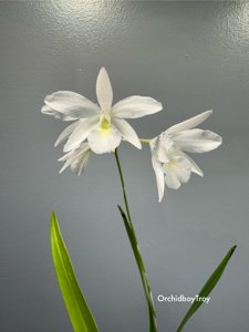 Laelidolaelia Alpha Dove