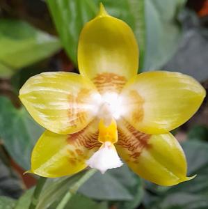 <i>Phalaenopsis</i> Aber Lover