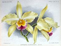 Cattleya Flavescens (1898)