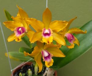 Rechingerara Golden Bella