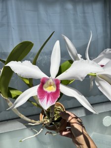 Cattleya Canaima's First