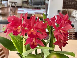 Cattlianthe Carolyn Reid