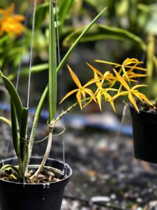Brassocattleya Angetiana MSC
