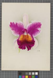 <i>Cattleya</i> Nanon