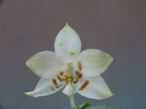 Phalaenopsis Feng Sheng Amber