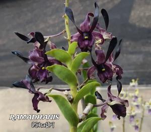 Dendrobium Ramadhanis