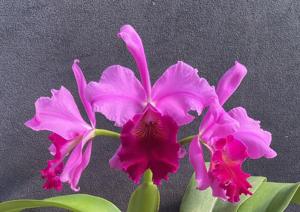 Cattleya William Romanoff
