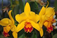 <i>Rhyncattleanthe</i> Singapore Lip