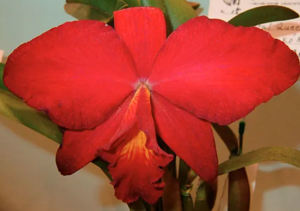 Rhyncholaeliocattleya Coral Queen