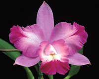 Cattleya Nora's Melody