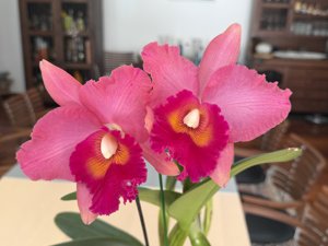 Rhyncholaeliocattleya Volcano Delight