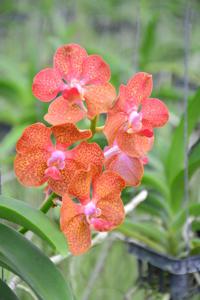 Vandachostylis Jareerat Orange