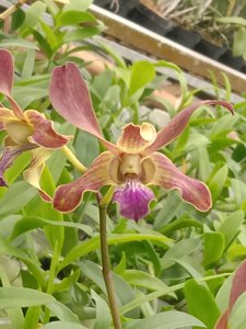 <i>Dendrobium</i> Manisa BBSK