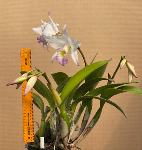 Rhyncatlaelia Penny Ann