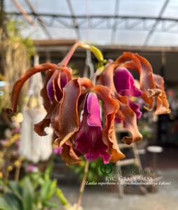 <i>Rhyncatlaelia</i> Graf's Salsa