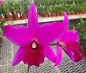 Rhyncatlaelia Caleb Quesada