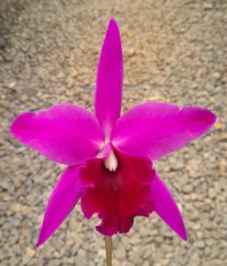 Rhyncatlaelia Caleb Quesada