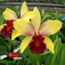 Rhyncattleanthe Nobile's Salute