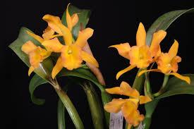 Rhyncattleanthe Keith Kettner