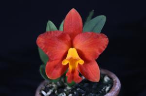 Rhyncattleanthe Chief Glory