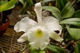 Rhyncholaeliocattleya Langleyensis