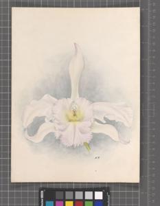 Rhyncholaeliocattleya Mrs. Chamberlain