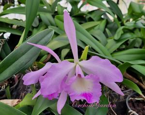 Rhyncholaeliocattleya Orpheus