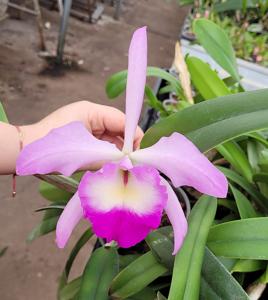 Rhyncholaeliocattleya Orpheus