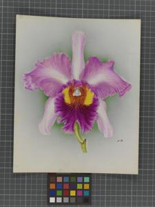 Rhyncholaeliocattleya Amersham