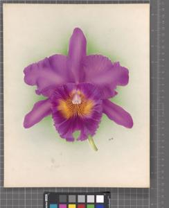 Rhyncholaeliocattleya Doctor G. Macdonald