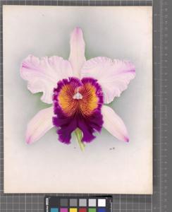 <i>Rhyncholaeliocattleya</i> Doctor Wilmer
